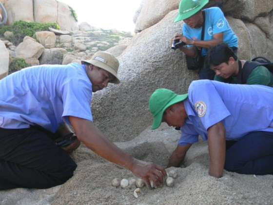 Trong năm 2016, Khu bảo tồn biển Hòn Cau phát hiện có 17 cá thể rùa mẹ lên bờ đẻ trứng và đã cứu hộ, di dời thành công 13 ổ trứng rùa về nới ấp nở an toàn.