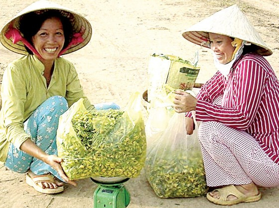  Người dân vùng lũ An Giang hái bông điên điển bán...