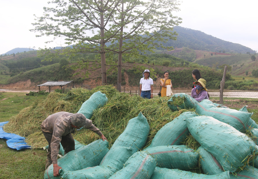 Tập kết lúa thu hoạch về làng. Ảnh: T.N