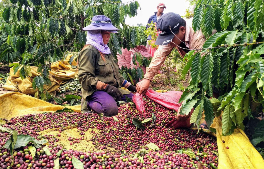 Mỗi nhóm hái cà phê thuê khoảng từ 4 đến hơn 10 người tùy theo diện tích. Ảnh: BC