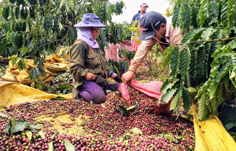 Mỗi nhóm hái cà phê thuê khoảng từ 4 đến hơn 10 người tùy theo diện tích. Ảnh: BC