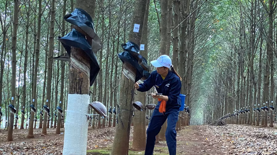 Các tuyển thủ thi thực hành cạo mũ 100 cây trong thời gian 20 phút. Ảnh: Sơn Ca. 