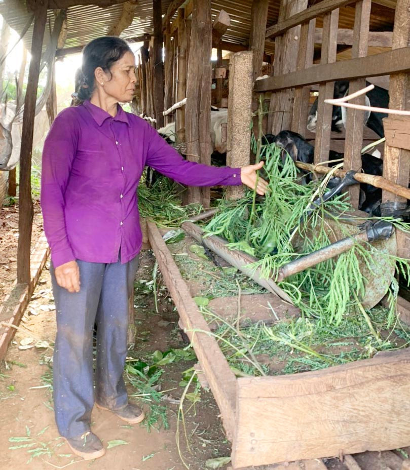  Bà Nay H’Jui (làng Bê Tel, xã Ia Rong, huyện Chư Pưh) chăm sóc đàn dê của gia đình. Ảnh: Quang Tấn