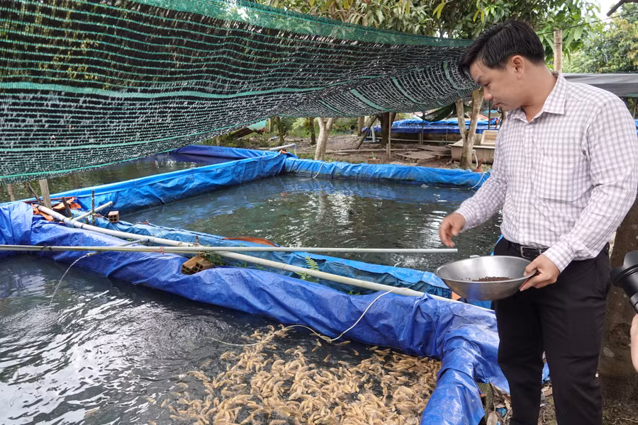 Nghề nuôi cá tai tượng da beo giúp anh Thức thu nhập 600 triệu đồng mỗi năm. Ảnh: Duy Tân