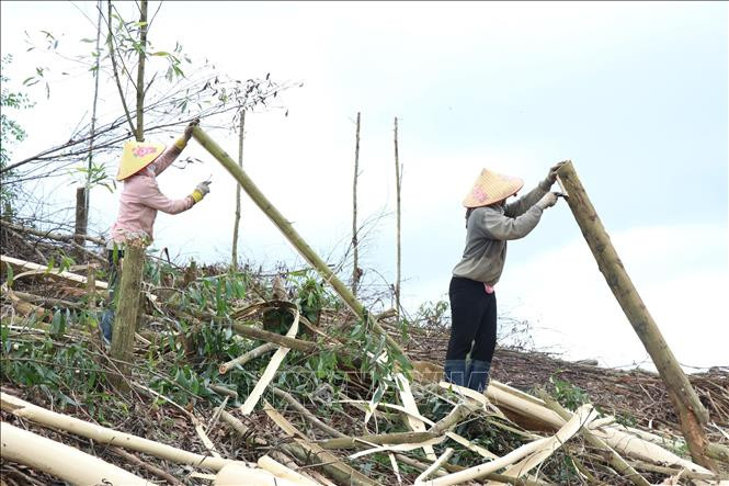 Rừng trồng cây keo lai tại huyện M’Đrắk. 