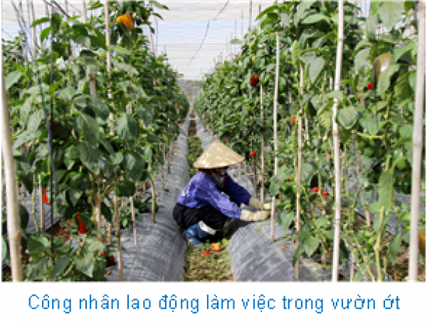 Công nhân lao động đang làm việc trong vườn trồng ớt chuông Hà Lan của gia đình anh Dinh. Công nhân lao động đang làm việc trong vườn trồng ớt chuông Hà Lan của gia đình anh Dinh.