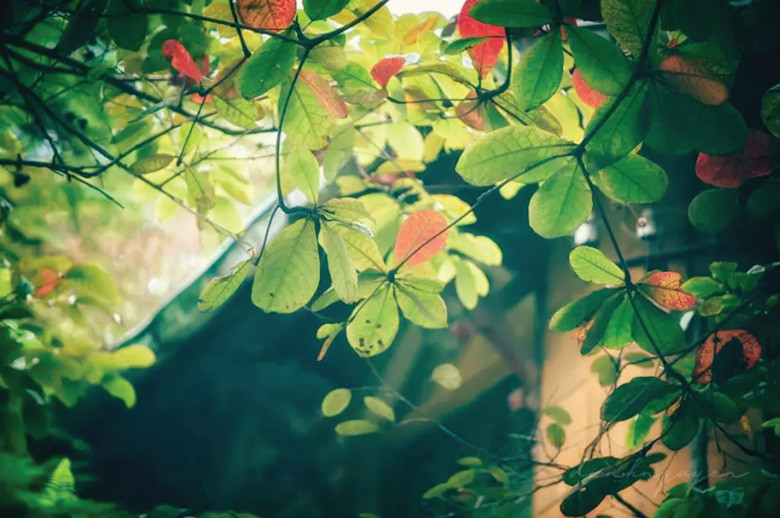 Phố chớm đông. Ảnh: Internet Phố chớm đông. Ảnh: Internet