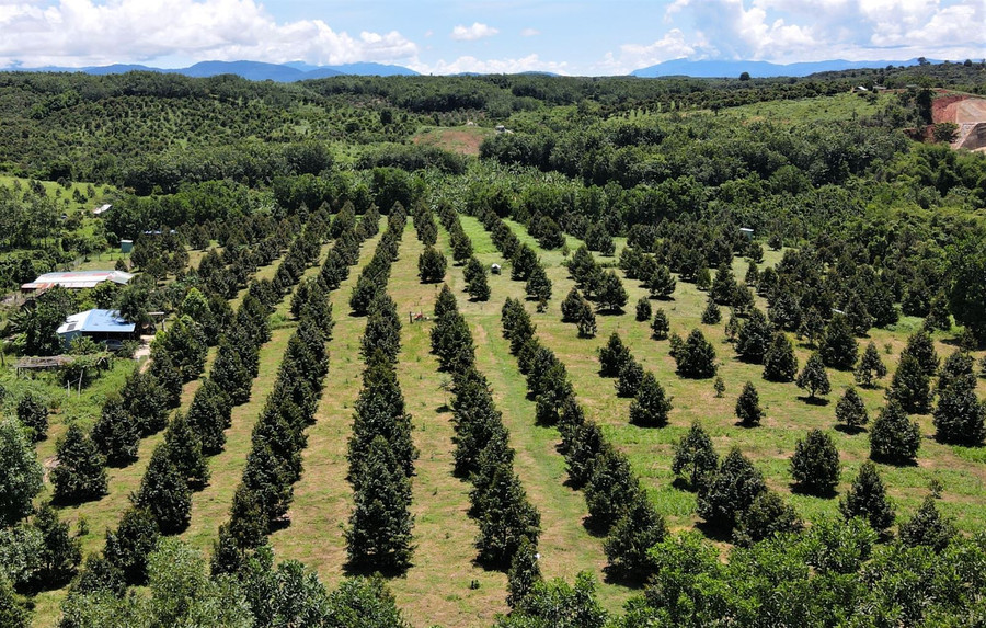 Vườn sầu riêng tiền tỷ của anh Đỗ Văn Tuấn Anh, thôn 8, xã Ia Tơi, huyện Ia H'Drai, tỉnh Kon Tum. Vườn sầu riêng tiền tỷ của anh Đỗ Văn Tuấn Anh, thôn 8, xã Ia Tơi, huyện Ia H'Drai, tỉnh Kon Tum.
