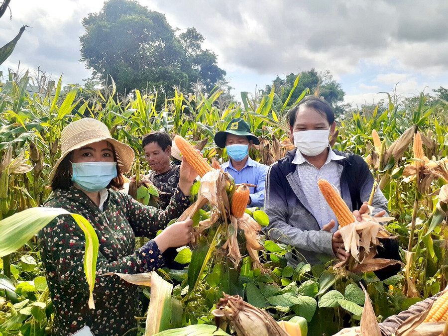 Người dân xã Ayun phấn khởi khi cây bắp phát triển tốt, cho năng suất cao. Ảnh: Lê Nam  Người dân xã Ayun phấn khởi khi cây bắp phát triển tốt, cho năng suất cao. Ảnh: Lê Nam