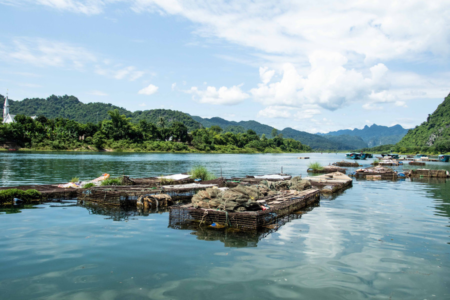Người dân tại TT.Phong Nha nuôi cá bằng cách thả lồng bè giữa sông Son và cho ăn rong rêu