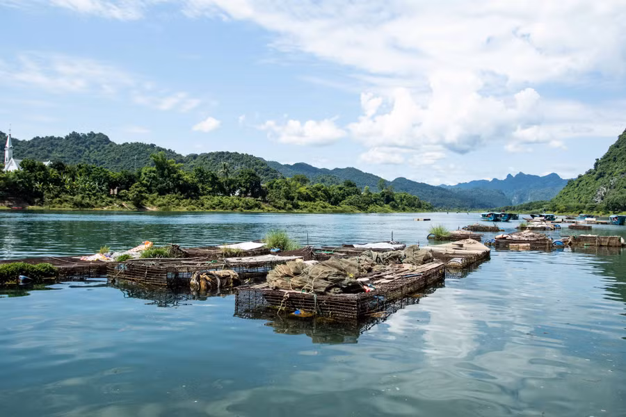 Người dân tại TT.Phong Nha nuôi cá bằng cách thả lồng bè giữa sông Son và cho ăn rong rêu