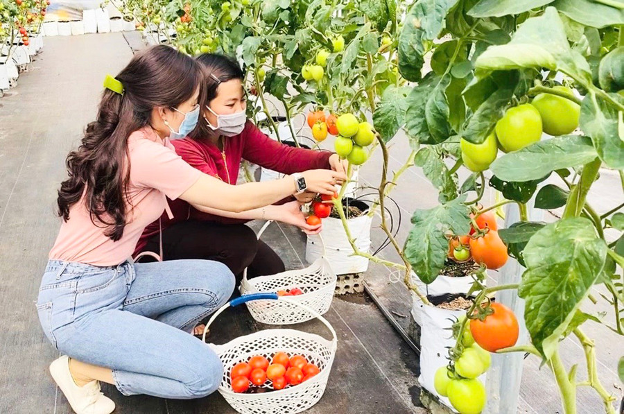  Năm 2019, chị Phạm Thị Mơ (thứ 2 từ trái sang, tổ 4, phường Yên Thế, TP. Pleiku) bắt đầu khởi nghiệp với mô hình trồng cà chua và dưa leo theo hướng bán thủy canh. Ảnh: Trần Dung