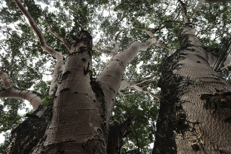  Huyện Di Linh có nhiều cây điệp cổ thụ nhưng đây là 2 trong những cây điệp lớn nhất trên địa bàn huyện