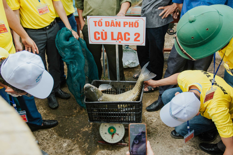 Con cá trắm kỷ lục tại cuộc thi từng được ghi nhận lên đến 13 kg. Ảnh: Bá Cường