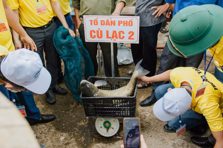Con cá trắm kỷ lục tại cuộc thi từng được ghi nhận lên đến 13 kg. Ảnh: Bá Cường
