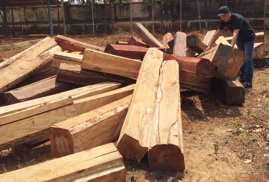 Gỗ khai thác trái phép bị thu giữ tại Ban QLRPH Đức Cơ. Ảnh: Lê Văn Ngọc Gỗ khai thác trái phép bị thu giữ tại Ban QLRPH Đức Cơ. Ảnh: Lê Văn Ngọc