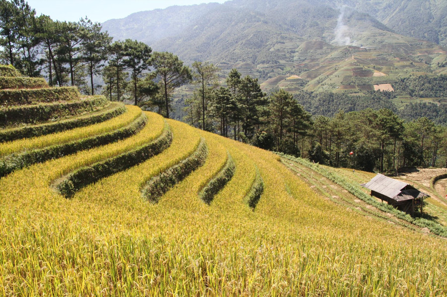 Những thửa ruộng bậc thang bát ngát, hoang vắng. Những thửa ruộng bậc thang bát ngát, hoang vắng.