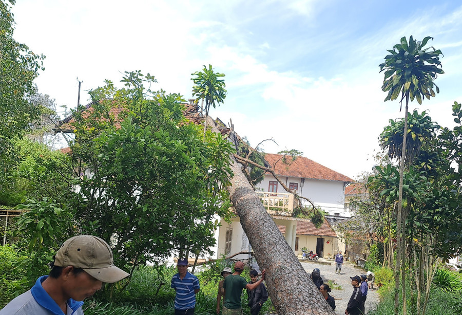 Cây thông cổ thụ ngã đè lên mái biệt thự cổ. Ảnh: LV