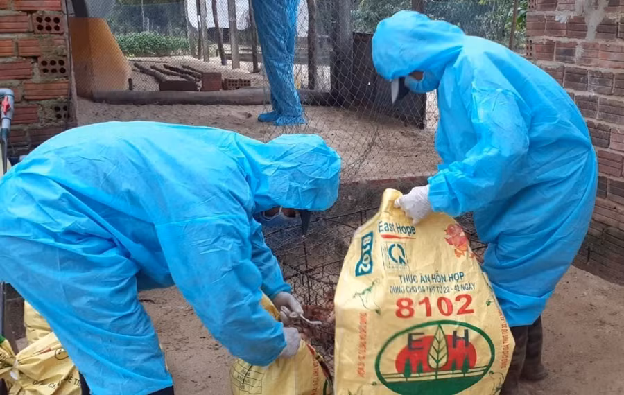 Tiêu hủy và khử trùng một ổ dịch cúm A/H5 ở Quảng Ngãi. Ảnh: Hải Phong Tiêu hủy và khử trùng một ổ dịch cúm A/H5 ở Quảng Ngãi. Ảnh: Hải Phong