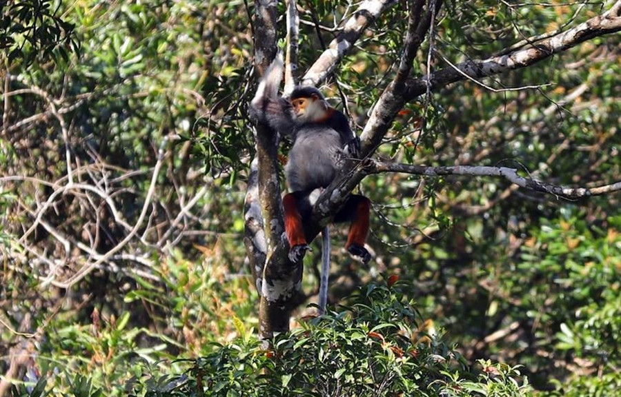 Vườn quốc gia Bạch Mã được xem như một kho báu “di sản thiên nhiên” của tỉnh Thừa Thiên-Huế với tổng diện tích tự nhiên là 37.487ha. (Nguồn ảnh: TTXVN)