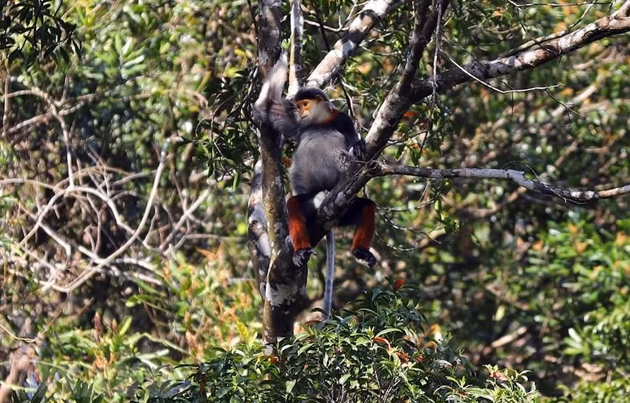 Vườn quốc gia Bạch Mã được xem như một kho báu “di sản thiên nhiên” của tỉnh Thừa Thiên-Huế với tổng diện tích tự nhiên là 37.487ha. (Nguồn ảnh: TTXVN) Vườn quốc gia Bạch Mã được xem như một kho báu “di sản thiên nhiên” của tỉnh Thừa Thiên-Huế với tổng diện tích tự nhiên là 37.487ha. (Nguồn ảnh: TTXVN)