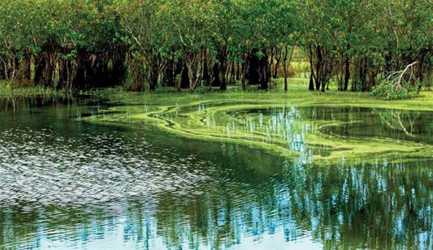 Rừng Quốc gia Bình Châu. Ảnh: Halotravel