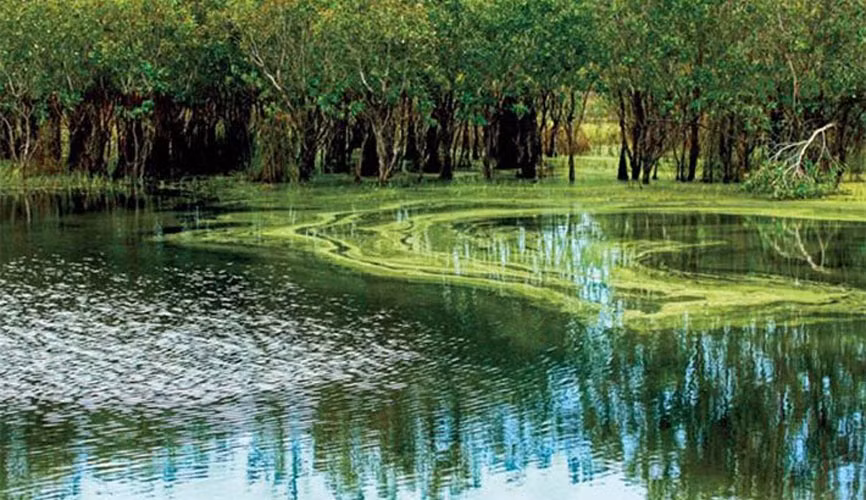 Rừng Quốc gia Bình Châu. Ảnh: Halotravel