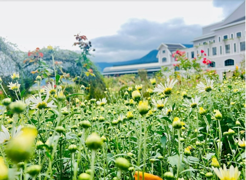 Không chỉ cảnh sắc tự nhiên, Fansipan giờ đây càng hút hồn du khách với những triền hoa rực rỡ sắc màu. Ngay tại nhà ga đi cáp treo là “Thung lũng hoa hồng”, nơi hàng triệu triệu đóa hồng cổ, hồng ngoại trổ bông suốt 4 mùa. Chưa hết, sau mùa hoa túy điệp, khu du lịch đang ươm trồng cả hecta cúc họa mi trong thung lũng hoa, để chỉ 1-2 tuần tới sẽ đồng loạt khoe sắc trắng tinh khôi, tạo thành điểm check-in lý thú cho du khách. Không chỉ cảnh sắc tự nhiên, Fansipan giờ đây càng hút hồn du khách với những triền hoa rực rỡ sắc màu. Ngay tại nhà ga đi cáp treo là “Thung lũng hoa hồng”, nơi hàng triệu triệu đóa hồng cổ, hồng ngoại trổ bông suốt 4 mùa. Chưa hết, sau mùa hoa túy điệp, khu du lịch đang ươm trồng cả hecta cúc họa mi trong thung lũng hoa, để chỉ 1-2 tuần tới sẽ đồng loạt khoe sắc trắng tinh khôi, tạo thành điểm check-in lý thú cho du khách.