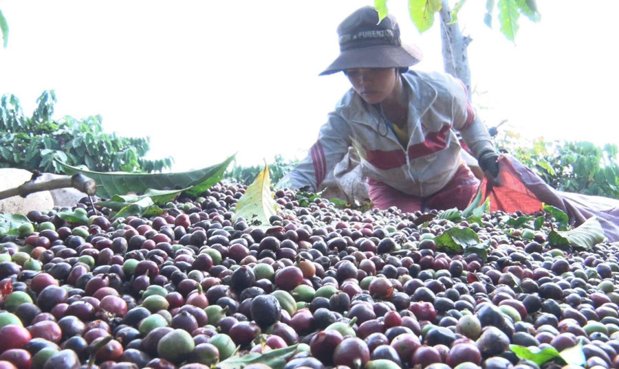 Cà phê được giá hơn năm ngoái nên người trồng vui hơn. Ảnh: B.C
