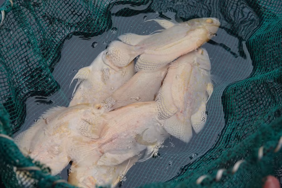 Cá tai tượng da beo trắng được nuôi với chế độ cho ăn và xử lý thuốc để lên màu. Ảnh: Duy Tân