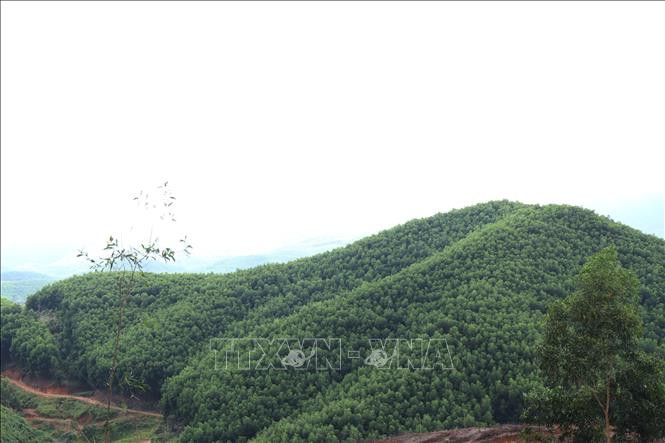 Rừng trồng cây keo lai tại huyện M’Đrắk. 