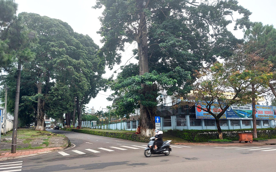 Đường Nguyễn Du (TP. Pleiku) rợp bóng cây xanh. Ảnh: Hoành Sơn