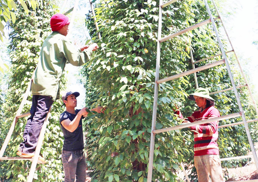 Giá hồ tiêu tại Gia Lai được thu mua ở mức 59.500 đồng/kg. Ảnh: Cao Nguyên