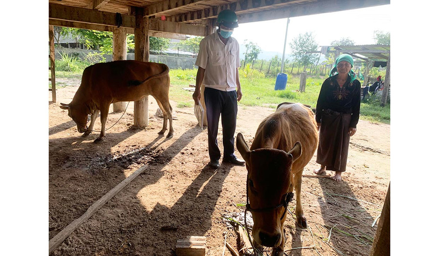 Cán bộ thú y Trung tâm Dịch vụ Nông nghiệp thị xã xuống kiểm tra, hướng dẫn hộ chăn nuôi chăm sóc, điều trị giúp đàn gia súc nhiễm bệnh nhanh phục hồi. Ảnh: Vũ Chi Cán bộ thú y Trung tâm Dịch vụ nông nghiệp thị xã xuống kiểm tra, hướng dẫn hộ chăn nuôi chăm sóc, điều trị giúp đàn gia súc nhiễm bệnh nhanh phục hồi. Ảnh: Vũ Chi
