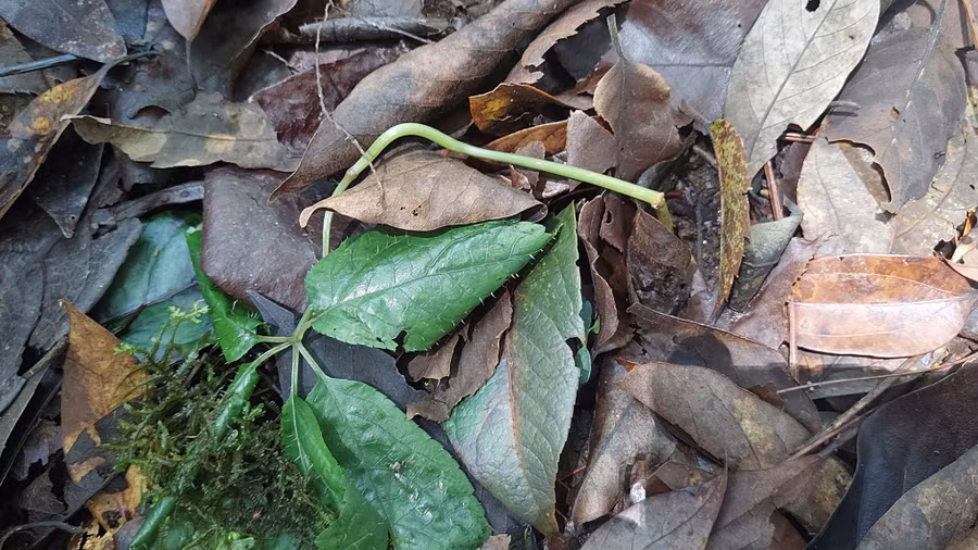 Cây sâm Ngọc Linh chết do mưa đá, bệnh hại. Ảnh: Đức Nhật