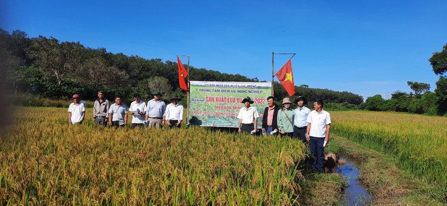 Lãnh đạo huyện và các hộ tham gia mô hình kiểm tra ruộng lúa. Ảnh: Hồng Thương