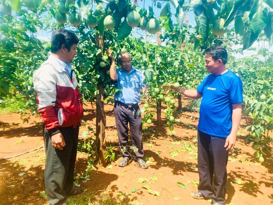 Ông Nguyễn Minh (bìa phải, xã Ia Me, huyện Chư Prông) giới thiệu vườn chanh dây của gia đình với nông dân đến tham quan. Ảnh: Nhật Hào