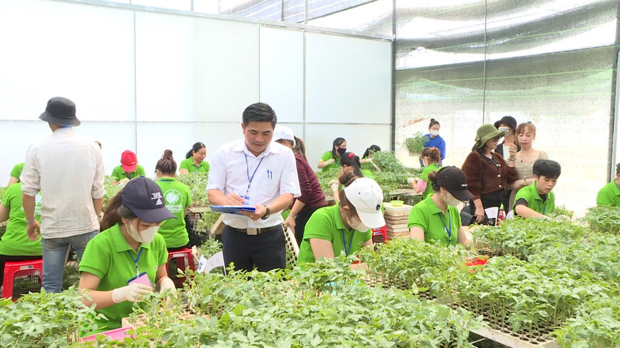 Các thí sinh thi phần thực hành ghép cà chua. Ảnh: lamdongtv