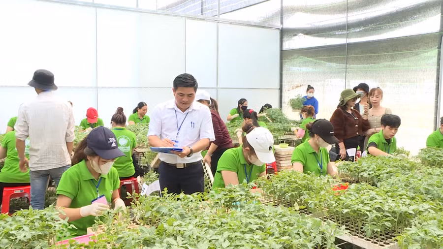 Các thí sinh thi phần thực hành ghép cà chua. Ảnh: lamdongtv