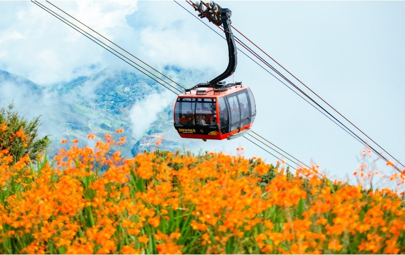 Trên đỉnh Fansipan mây phủ, lạnh giá tưởng chừng chỉ trúc lùn, đỗ quyên mới sống được, nay được điểm sắc nhiều loài hoa lạ. Mà trong đó có dơn lúa, loài hoa mộc mạc, bình dị lại có sức sống mãnh liệt, bung sắc cam đỏ “sưởi ấm” cả một vạt núi. Trên đỉnh Fansipan mây phủ, lạnh giá tưởng chừng chỉ trúc lùn, đỗ quyên mới sống được, nay được điểm sắc nhiều loài hoa lạ. Mà trong đó có dơn lúa, loài hoa mộc mạc, bình dị lại có sức sống mãnh liệt, bung sắc cam đỏ “sưởi ấm” cả một vạt núi.