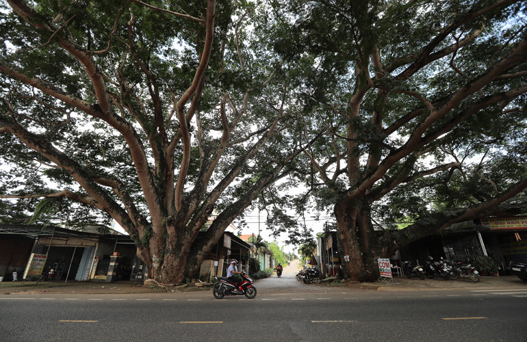 Hai gốc cây cổ thụ che mát cả một góc đường rộng