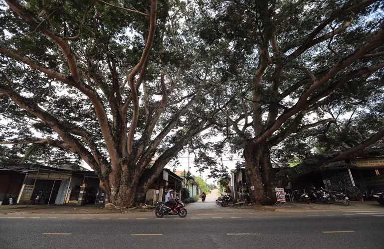 Hai gốc cây cổ thụ che mát cả một góc đường rộng Hai gốc cây cổ thụ che mát cả một góc đường rộng
