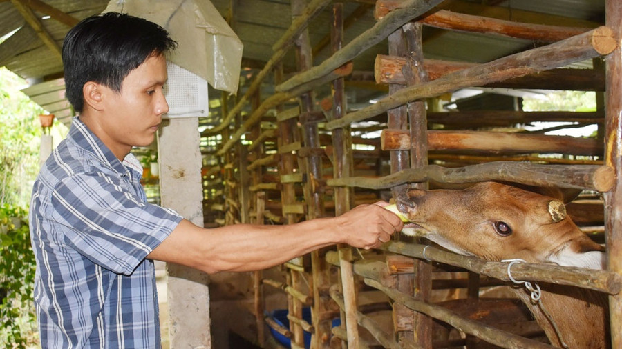 Thành công với mô hình nuôi hươu sao lấy nhung, anh Việt thu nhập gần nửa tỉ đồng/năm. Ảnh: Duy Tân  Thành công với mô hình nuôi hươu sao lấy nhung, anh Việt thu nhập gần nửa tỉ đồng/năm. Ảnh: Duy Tân