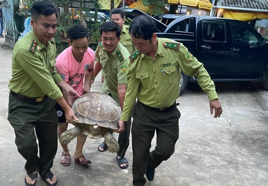 Con rùa nặng khoảng 70 kg được người dân giao nộp cho Hạt kiểm lâm TP.Phú Quốc. Ảnh Kiểm lâm Phú Quốc cung cấp Con rùa nặng khoảng 70 kg được người dân giao nộp cho Hạt kiểm lâm TP.Phú Quốc. Ảnh Kiểm lâm Phú Quốc cung cấp