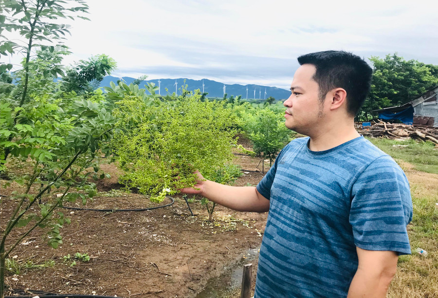 Yang Trung, đất nào cây ấy (GLO)- Với phương châm “đất nào, cây ấy”, người dân xã Yang Trung (huyện Kông Chro) đã tận dụng quỹ đất, mạnh dạn chuyển đổi cơ cấu cây trồng, canh tác những loại cây trồng phù hợp, mang lại giá trị kinh tế cao, giúp tăng thu nhập, cải thiện đời sống. Cùng chúng tôi đến tham quan Trang trại hoa hòe ở làng Tnang và một số vườn cây ăn quả từ dự án “Chuyển đổi cây trồng” hiệu quả, bà Đặng Thị Phương Đông-Phó Chủ tịch UBND xã Yang Trung-cho biết: “Đến nay, xã đã chuyển đổi cây trồng trên diện tích 459,8 ha. Tùy vào điều kiện về đất đai thổ nhưỡng, xã từng bước quy hoạch thành 3 vùng sản xuất với các loại cây trồng chủ lực như: cây dược liệu, cây ăn quả và rau màu. Đặc biệt, mấy năm gần đây, chúng tôi chủ động thu hẹp diện tích cây bông, bắp, mì, bạch đàn và một số diện tích trồng mía để chuyển sang các loại cây trồng cho giá trị kinh tế cao, như: cây hoa hòe, nhãn lai, mãng cầu Thái...”. Với phương châm “đất nào, cây ấy”, cùng với trồng các loại cây ăn quả hiệu quả cao, lâu dài, các hộ dân xã Yang Trung còn đầu tư trồng các loại cây dược liệu như: cà gai leo, đương quy… 100% diện tích cây trồng dùng hệ thống tưới tiên tiến tiết kiệm nước; sử dụng các giống có năng suất, chất lượng, phù hợp với điều kiện thực tế địa phương. Anh Nguyễn Văn Hải-quản lý Trang trại hoa hòe-cho hay: Cây hoa hòe được trồng nhiều ở các tỉnh phía Bắc, dễ trồng lại cho thu hoạch quanh năm. Năm 2020, trang trại đầu tư trồng trên diện tích 21 ha. Hiện vườn cây phát triển rất tốt và đã cho thu bói, ước mỗi tháng thu hoạch 8-9 tấn hạt khô. Với giá bán dao động 130-150 ngàn đồng/kg hạt khô, mỗi tháng trang trại có nguồn thu trên 600 triệu đồng. Hiện trang trại đang tạo việc làm cho 20 lao động, thu nhập trung bình 200 ngàn đồng/người/ngày, đã bao ăn cơm trưa, tối. Dự kiến thời gian tới, trang trại sẽ mở rộng thêm 30 ha. Chúng tôi đến tham quan vườn mãng cầu Thái của chị Vũ Thị Hồng (làng Tnang) khi trời đã về chiều. Mời khách thưởng thức quả mãng cầu Thái to, ngọt chín tại vườn, chị Hồng chia sẻ: “Sau gần 5 năm trồng bắp và mía cho hiệu quả không cao, giá cả bấp bênh, có năm thua lỗ. Sau khi đi một số địa phương và học hỏi kinh nghiệm, tôi nhận thấy trồng mãng cầu Thái mang lại lợi nhuận cao, dễ trồng, dễ chăm bón, thu hoạch nên mạnh dạn đầu tư cây giống, phân hữu cơ, cải tạo đất và trồng hơn 2,5 ha trên đất trồng mía, bắp cũ. Nhìn chung, cây mãng cầu Thái phù hợp với điều kiện khí hậu, thổ nhưỡng, mỗi năm cho thu 2 vụ. Theo ước tính, với giá bán 30-40 ngàn đồng/kg, gia đình tôi sẽ có lãi từ 100 đến 120 triệu đồng/vụ. Từ ngày có sản phẩm, nhiều thương lái đến mua và cũng rất đông bà con địa phương, kể cả một số cán bộ khuyến nông của xã, huyện cũng đến tham quan, học hỏi kinh nghiệm và nhân rộng trên các địa bàn”. Cũng như chị Hồng, ông Vũ Văn Tuyên là một trong những người ở làng Tnang mạnh dạn chuyển đổi từ cây bắp, mì, mía… sang trồng nhãn lai. Ông cho biết: Sau khi khảo sát đất, học hỏi kinh nghiệm ở một số địa phương, đầu năm 2018, ông quyết định chuyển đổi 2 ha đất để trồng nhãn lai. Sau gần 4 năm, vườn nhãn lai đã cho thu hoạch với lượng quả nhiều, chất lượng, giá bán lại cao. “Mỗi đợt thu hoạch, gia đình tôi thu về hàng trăm triệu đồng. Vì vậy, tôi quyết định trồng thêm 1 ha nữa và nếu thị trường tiêu thụ tốt, gia đình tôi sẽ tiếp tục phát mở rộng diện tích”-ông Tuyên nói. LÊ QUANG Anh Nguyễn Văn Hải giới thiệu về cây hoa hòe. Ảnh: Lê Quang