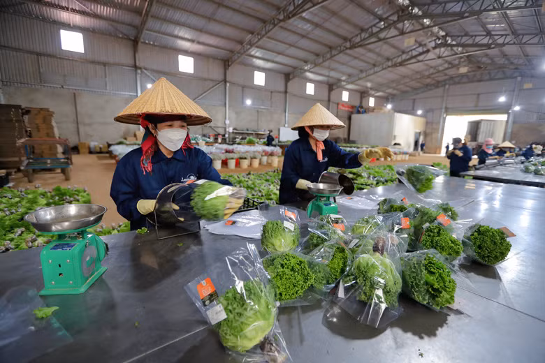  Công nhân trang trại Langbiang Farm đang sơ chế rau trước khi đóng gói cho vào kho lạnh