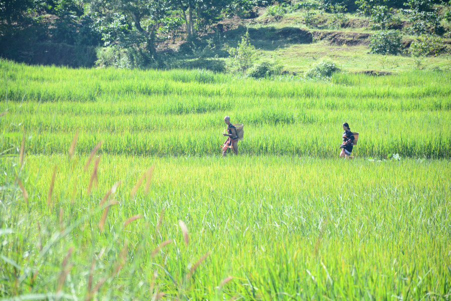 Gia đình ông Phăn tổ chức lễ Pơ Jrao với mong ước mùa màng bội thu.JPG