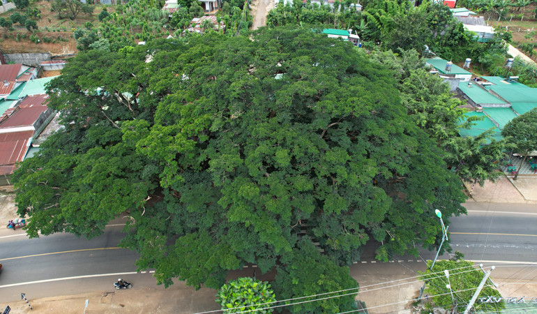 Hai “cụ” điệp khổng lồ nằm ven Quốc lộ 20, huyện Di Linh thu hút nhiều du khách ghé qua tạm nghỉ chân trên đường lên TP Đà Lạt 