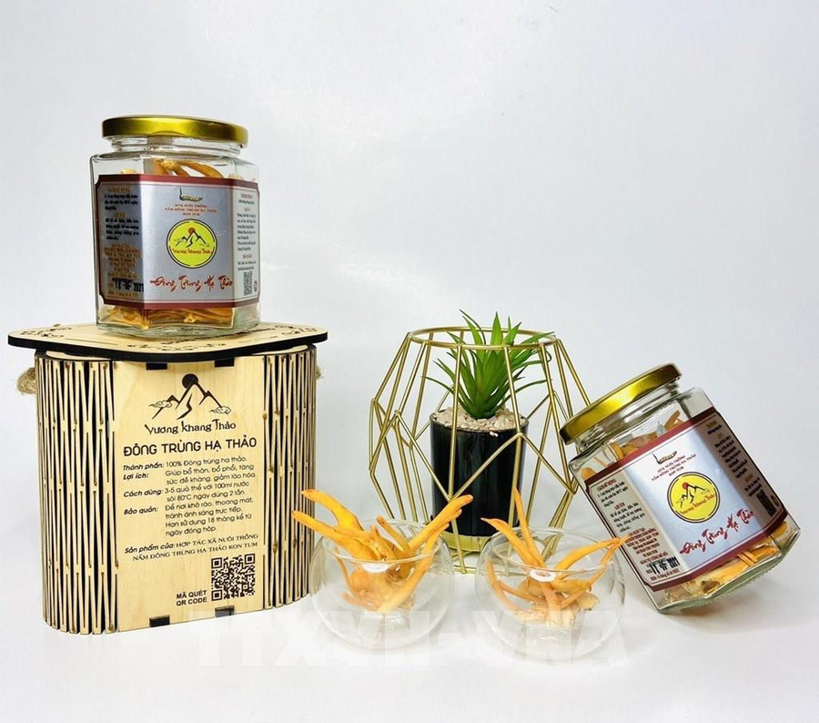 Sản phẩm của Hợp tác xã nuôi trồng nấm Đông Trùng Hạ Thảo Kon Tum được đưa lên các sàn thương mại điện tử, giúp tăng doanh số từ 200 – 300%. Ảnh: Dư Toán - TTXVN