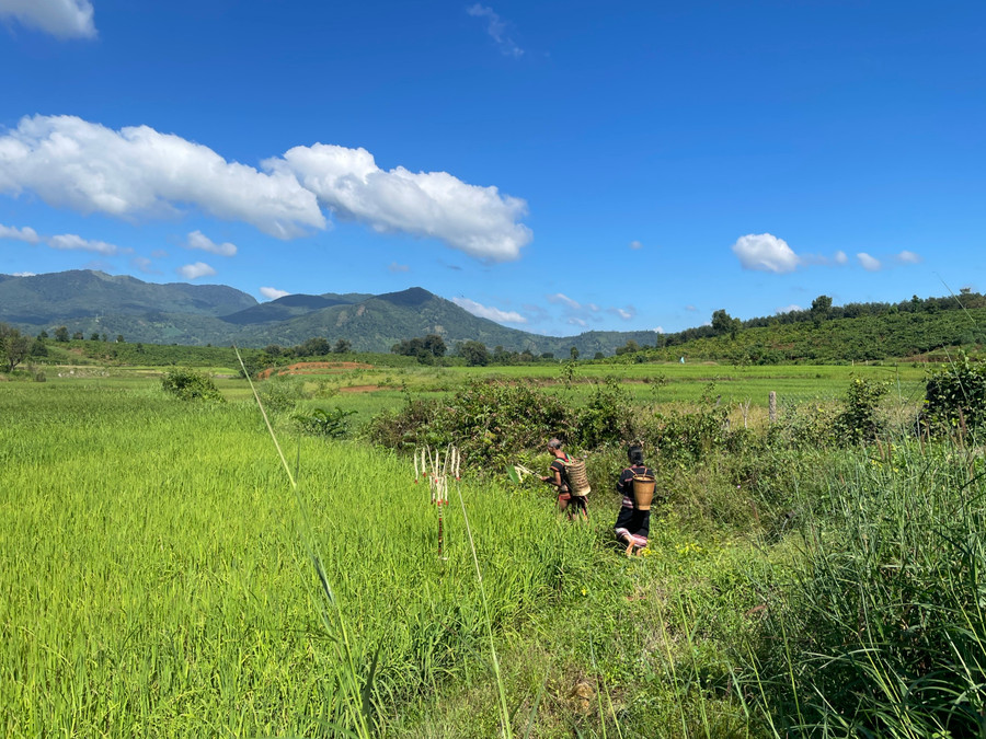 Vợ chồng gia chủ ôm lễ vật đi một vòng quanh khoảnh ruộng của gia đình để mời Yàng chứng giám